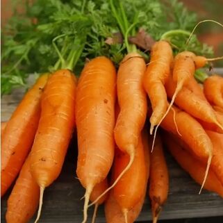 Морковь Витаминная 6 семена
